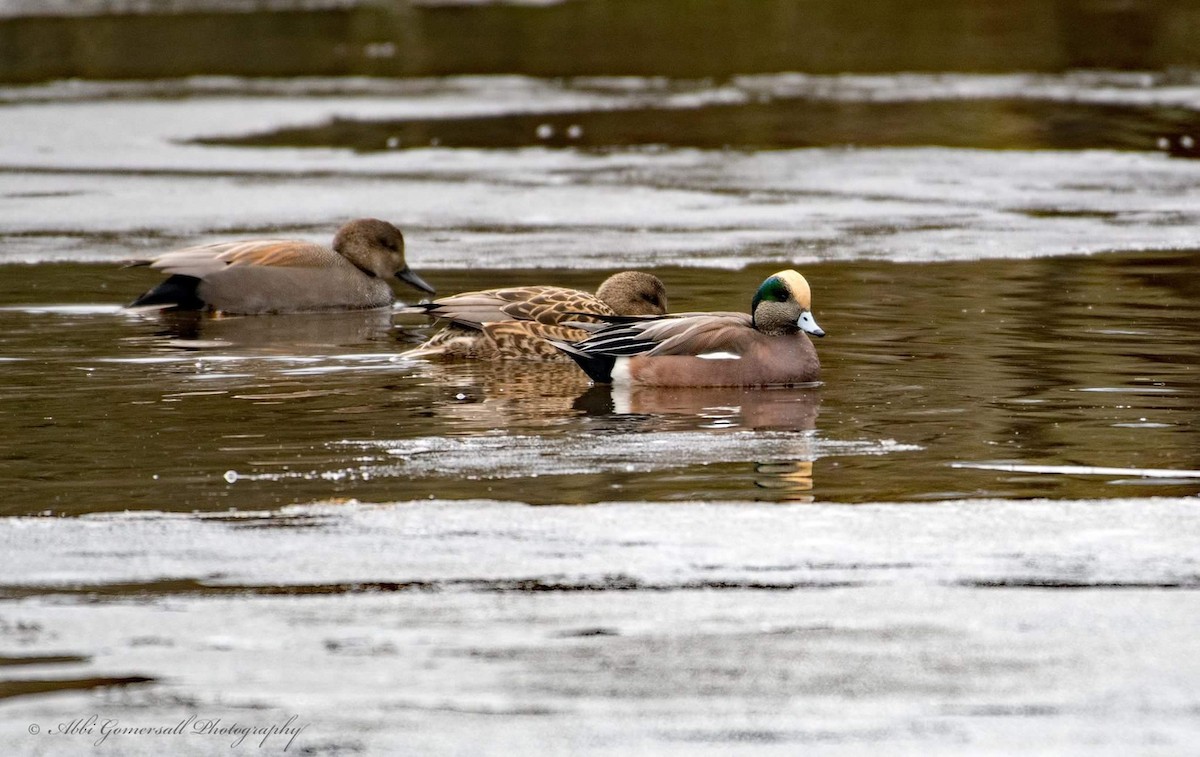 Gadwall - abbi gomersall