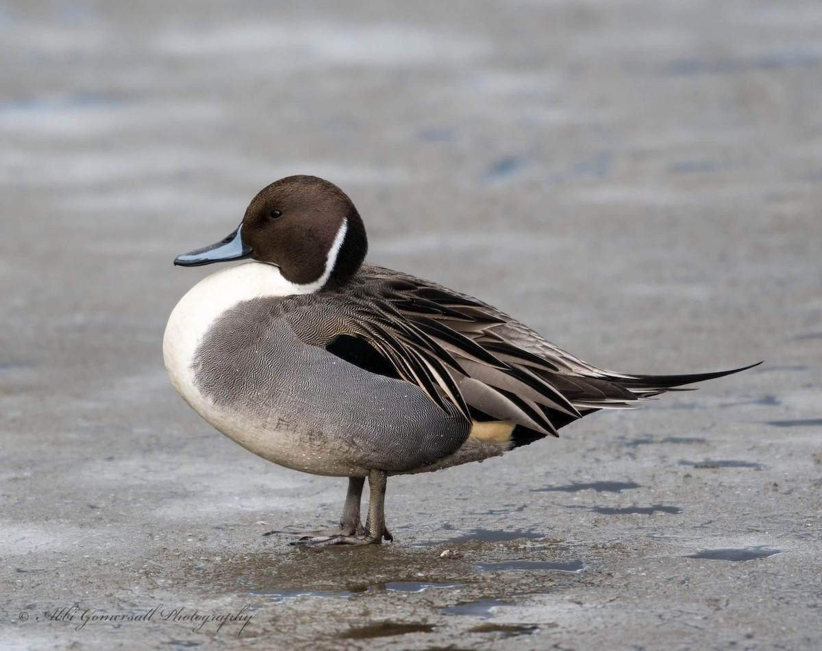 Northern Pintail - ML43096821