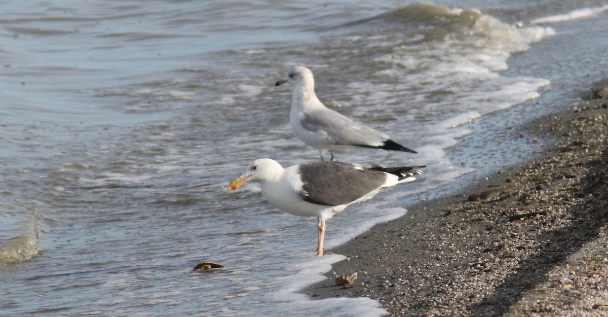 Western Gull - ML43096941