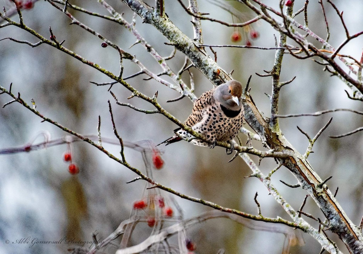 Northern Flicker - abbi gomersall