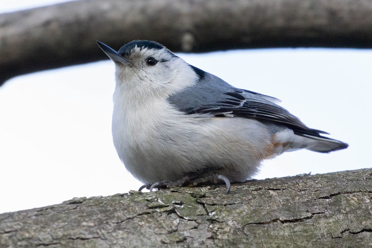 White-breasted Nuthatch - ML430970541