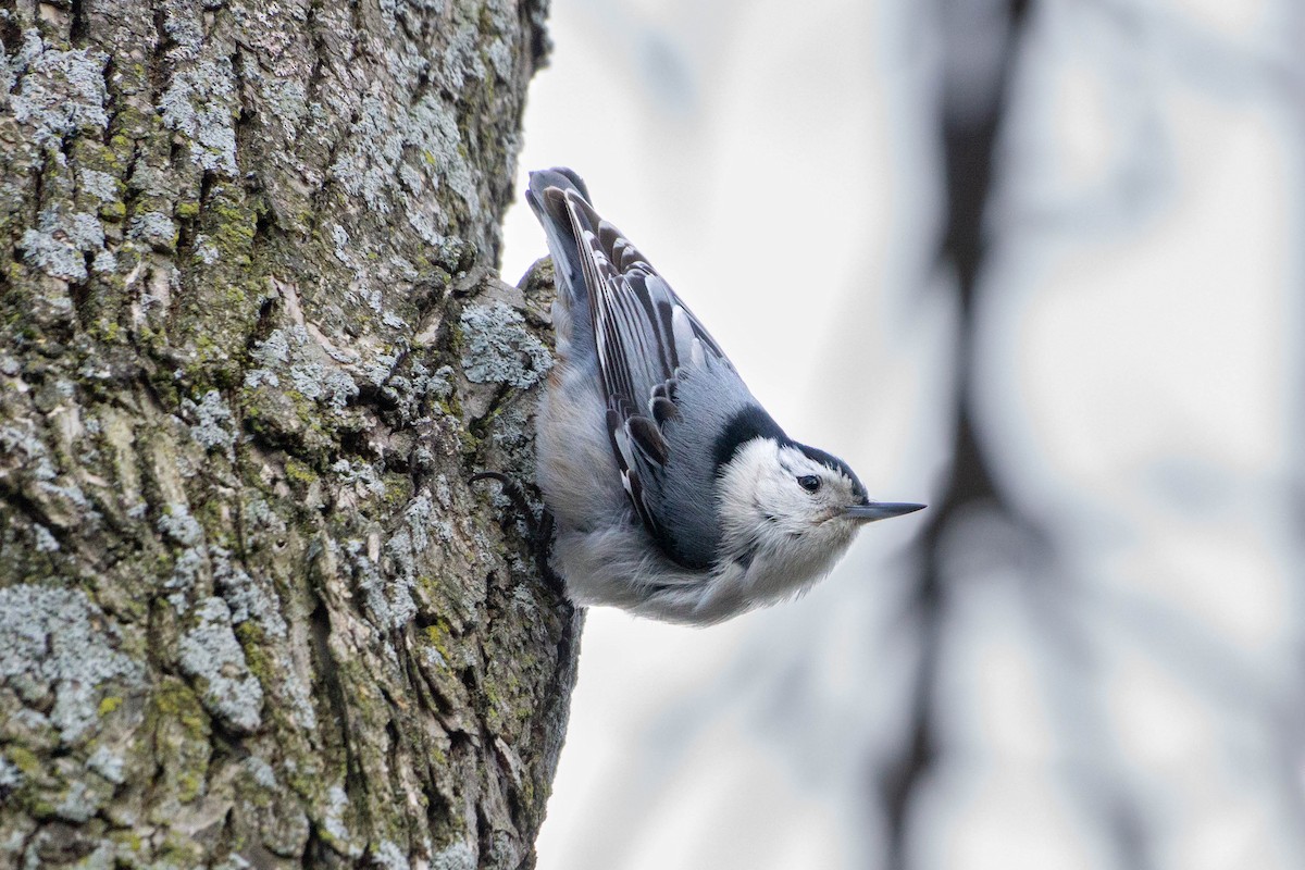 White-breasted Nuthatch - ML430970551