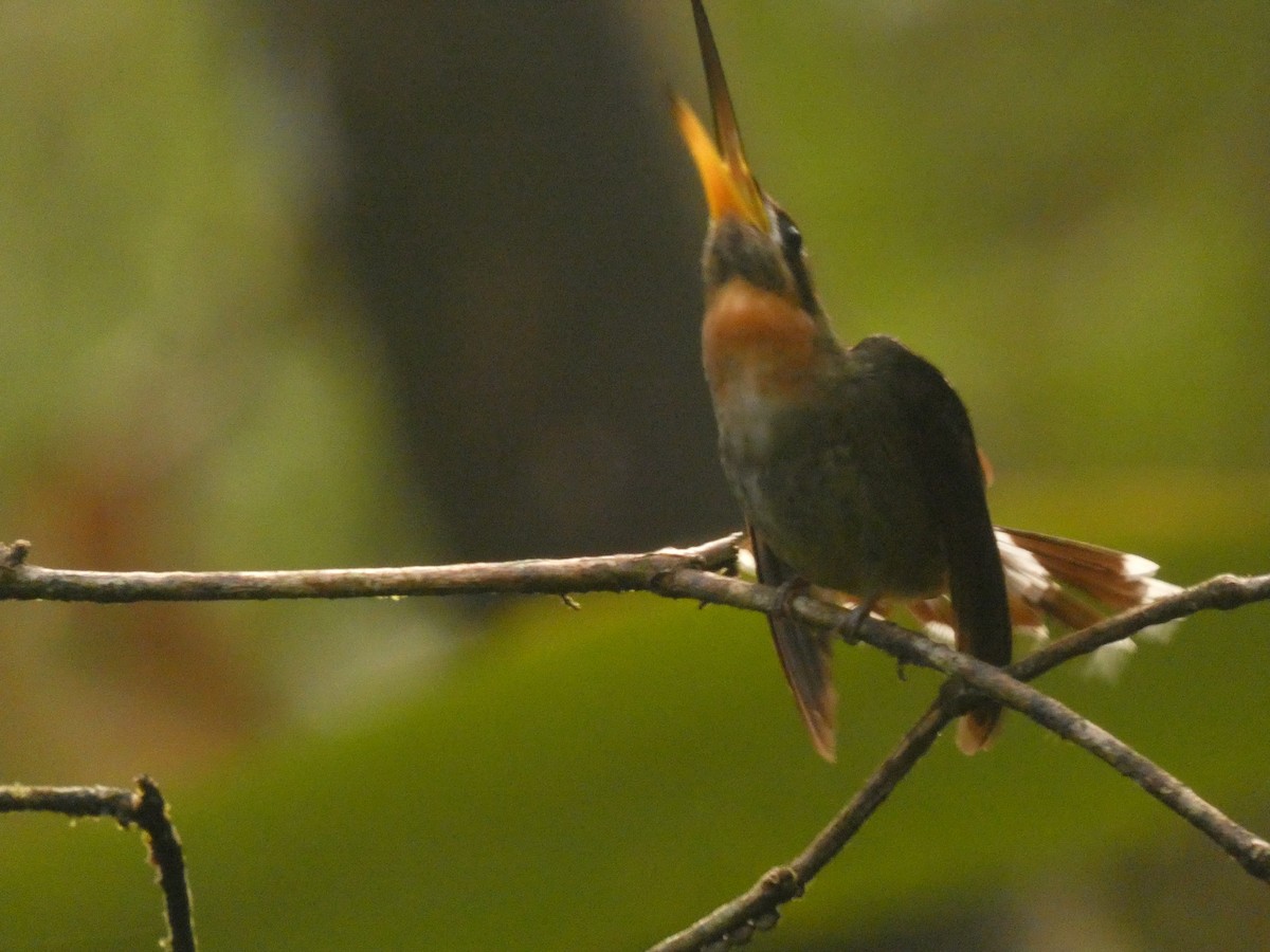 Band-tailed Barbthroat - Jasen Liu