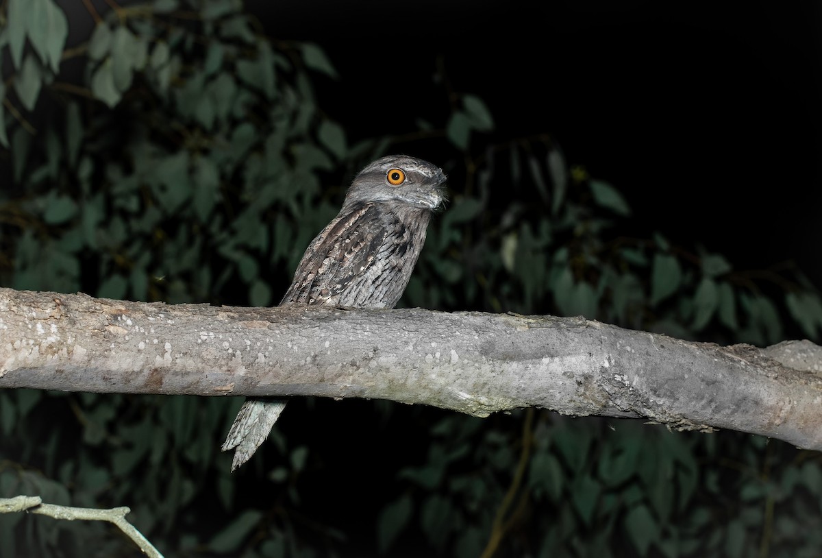 Tawny Frogmouth - ML430972561