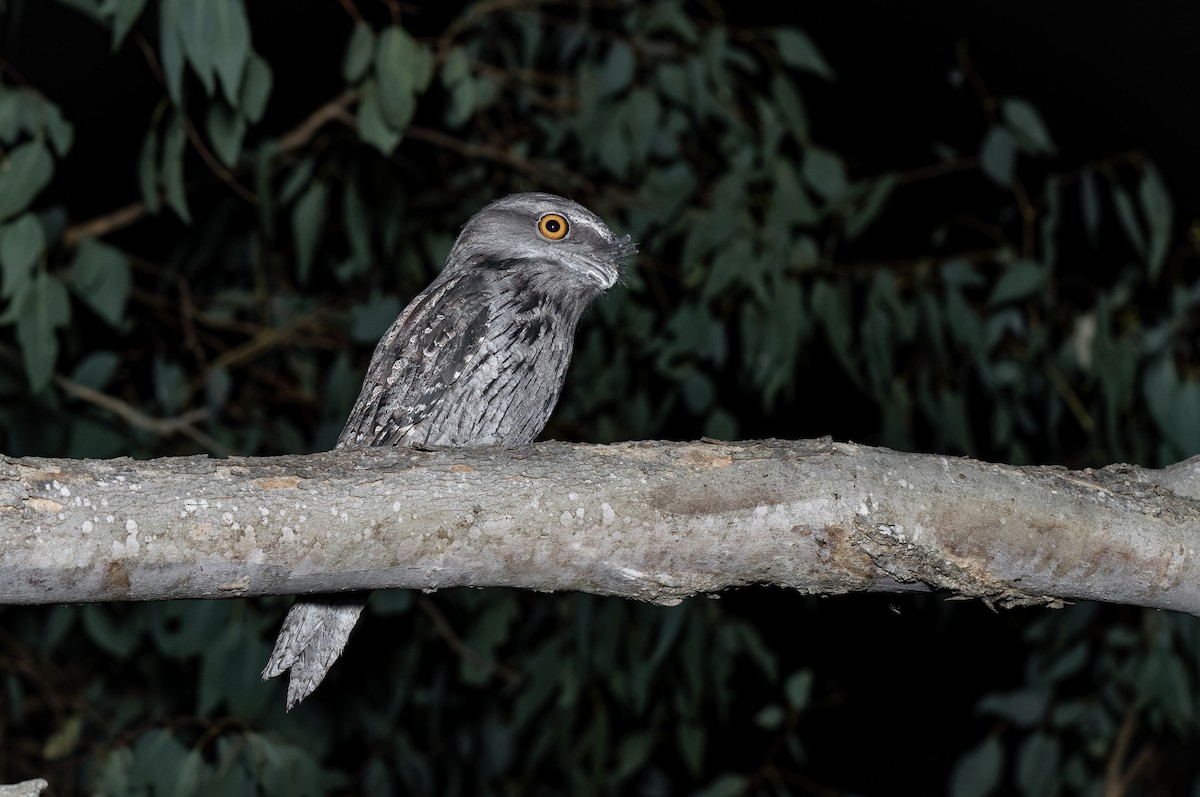 Tawny Frogmouth - ML430972571