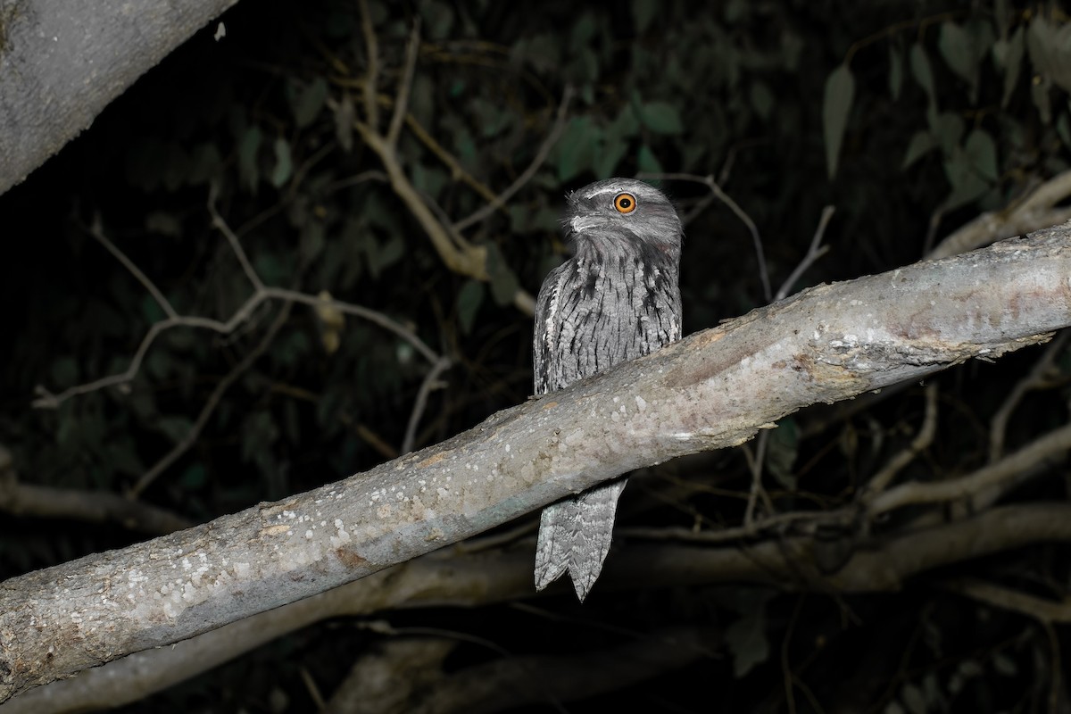 Tawny Frogmouth - ML430972581