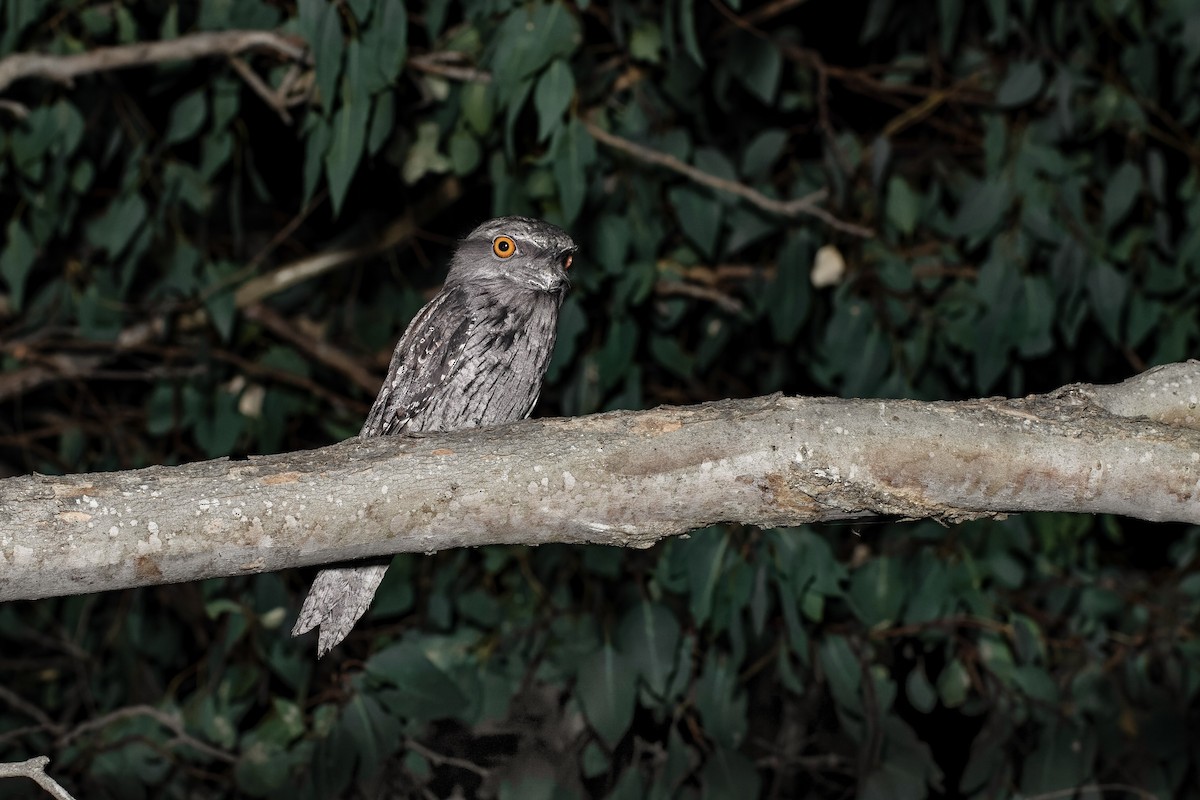 Tawny Frogmouth - ML430972591