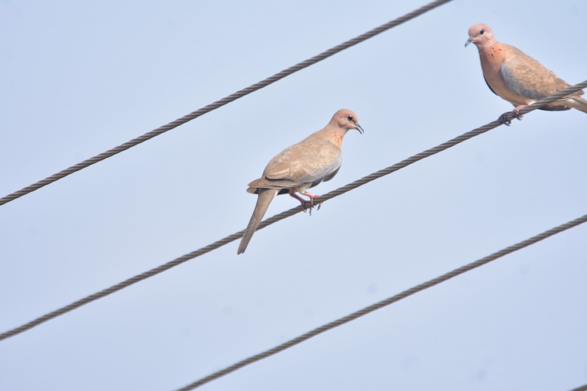 Laughing Dove - ML430972621