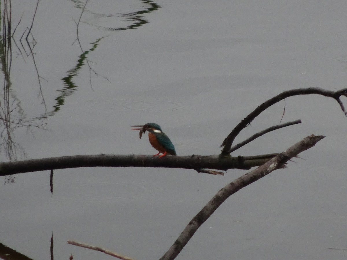 Common Kingfisher - Merganser Man