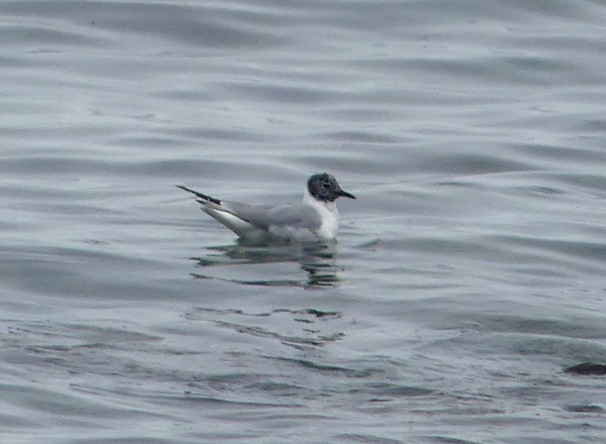 Bonaparte's Gull - ML430980371