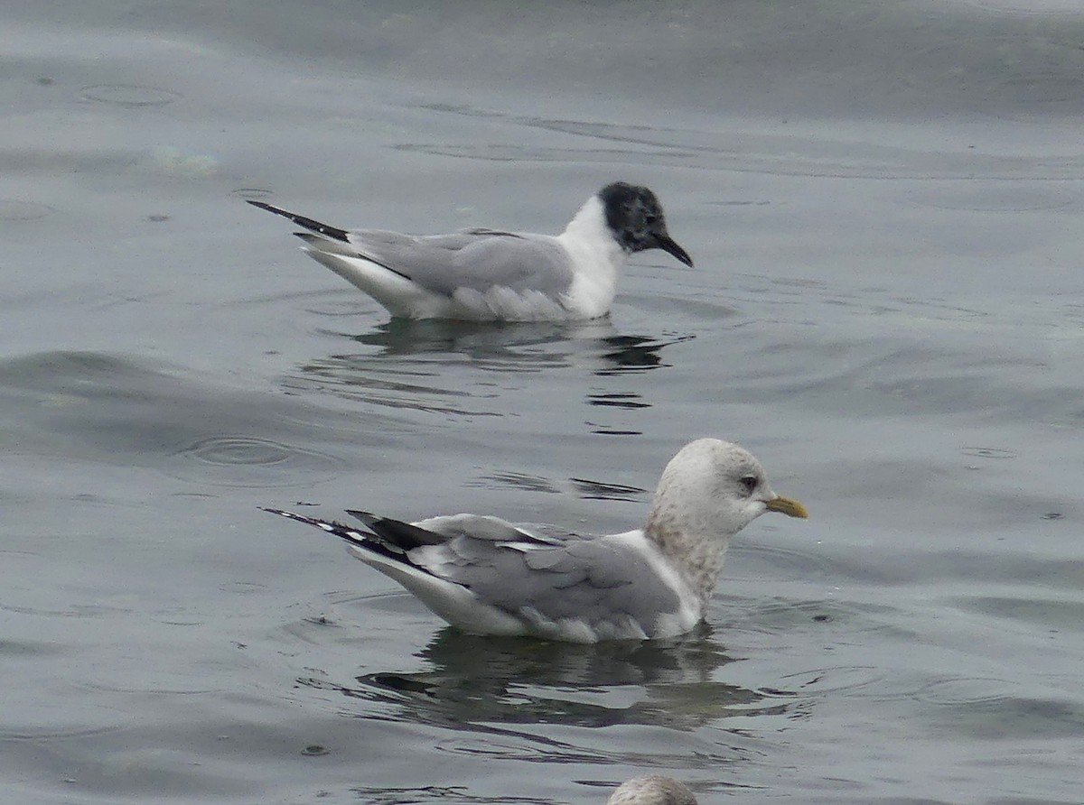 Bonaparte's Gull - ML430980401