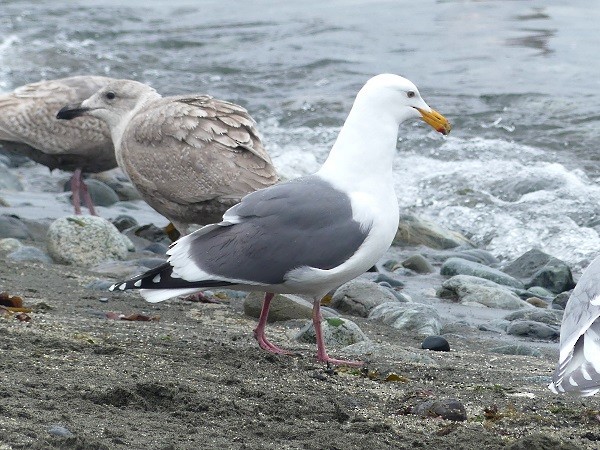 Western Gull - ML430980521