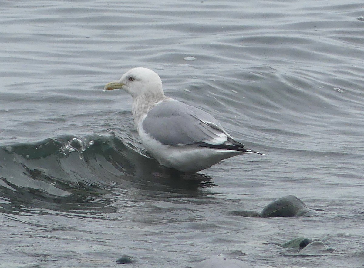 Iceland Gull - ML430981121