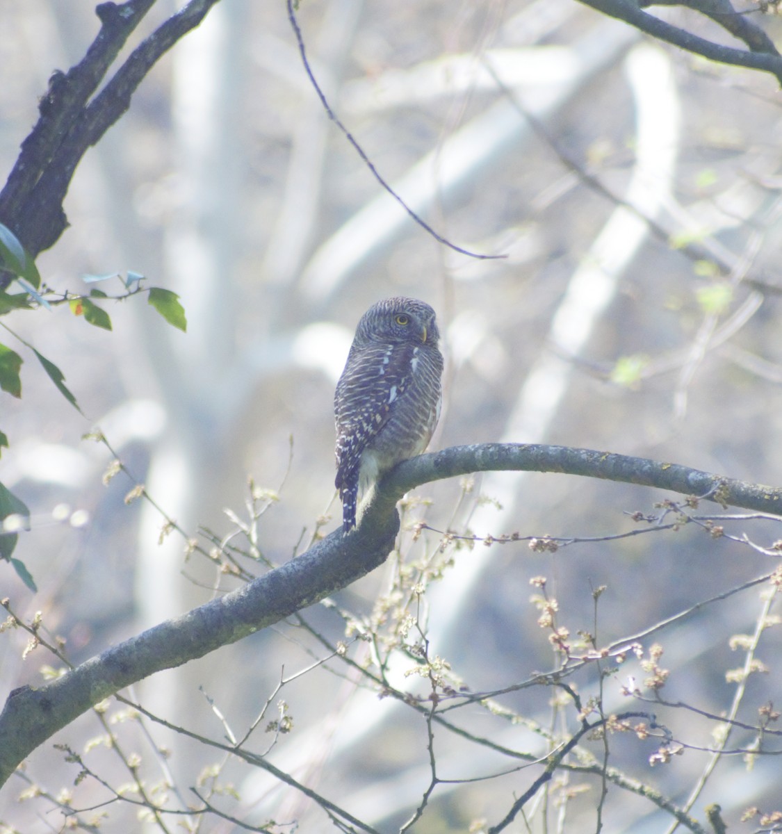 Collared Owlet - Mohammad Arif khan