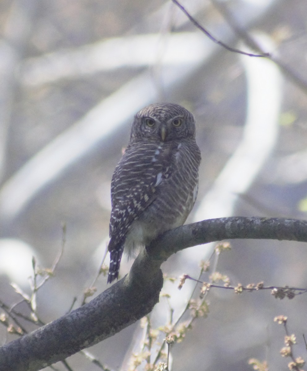 Collared Owlet - Mohammad Arif khan