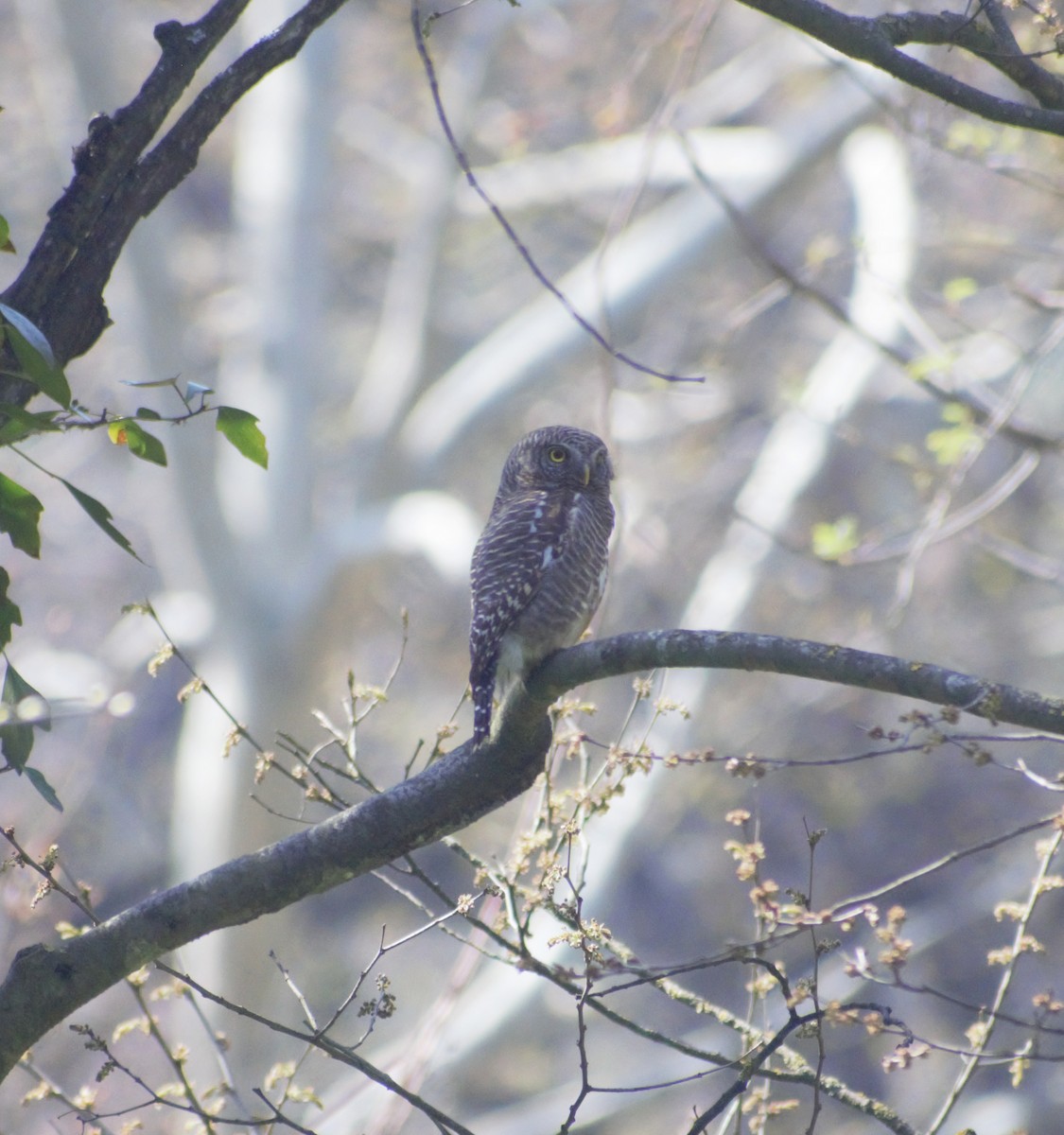 Collared Owlet - Mohammad Arif khan