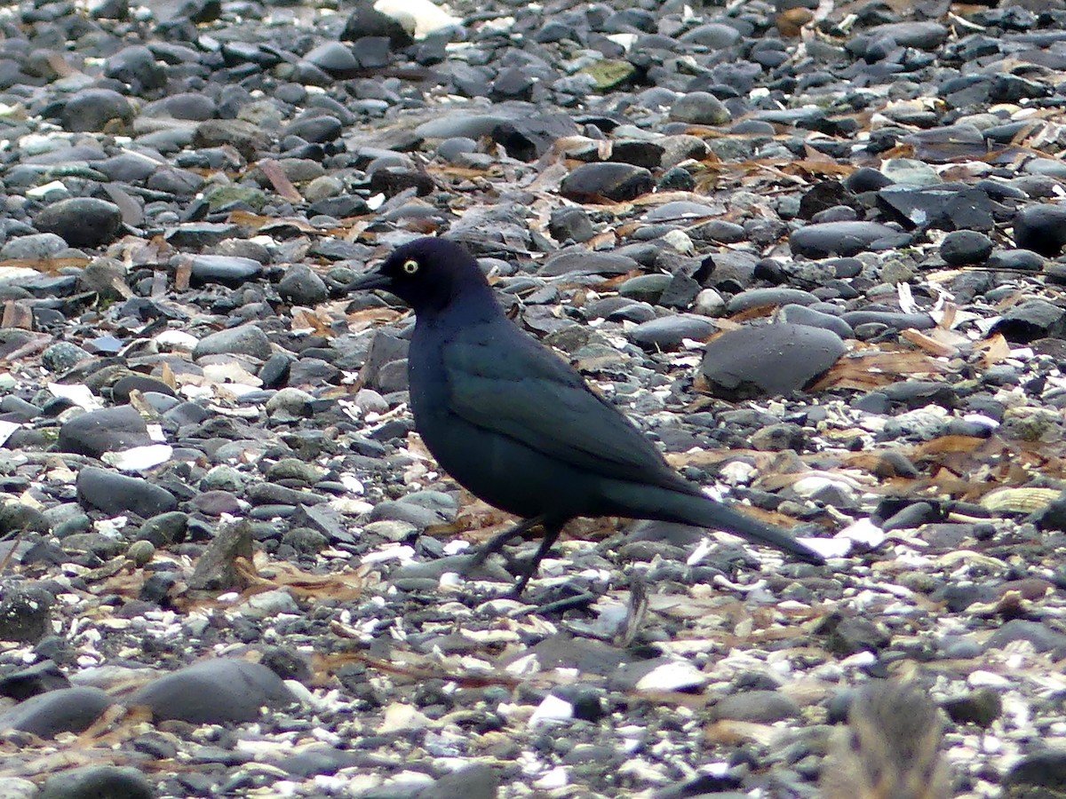 Brewer's Blackbird - ML430981541