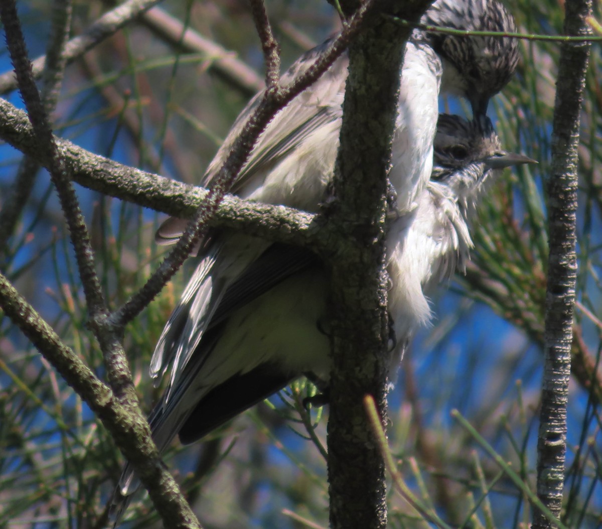 Striped Honeyeater - ML430984791