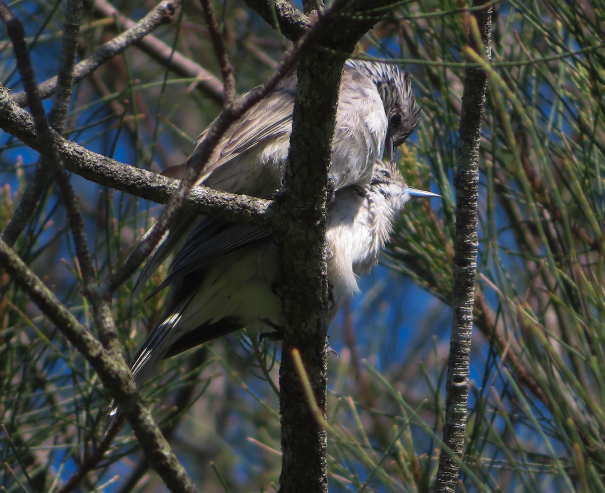 Striped Honeyeater - ML430984801