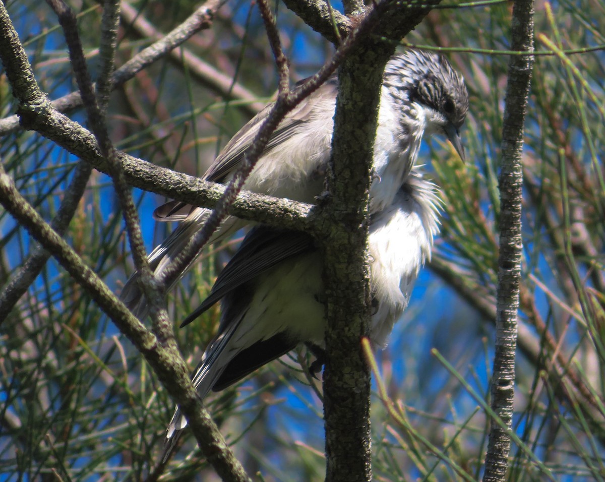 Striped Honeyeater - ML430984811