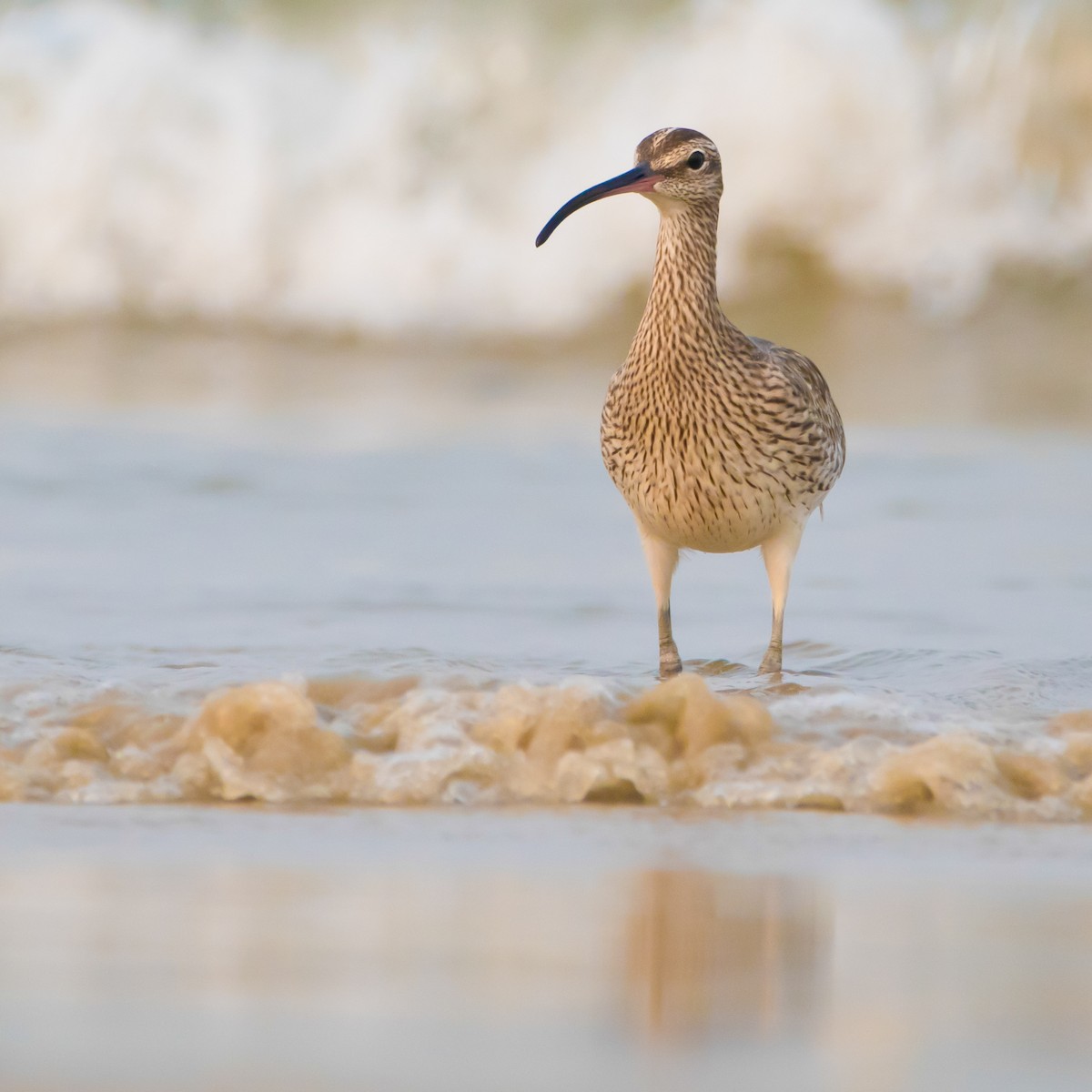 チュウシャクシギ - ML430985291