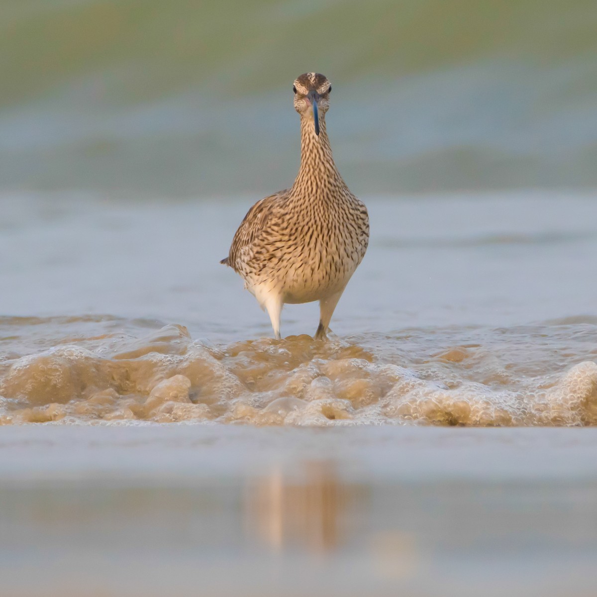 チュウシャクシギ - ML430985301