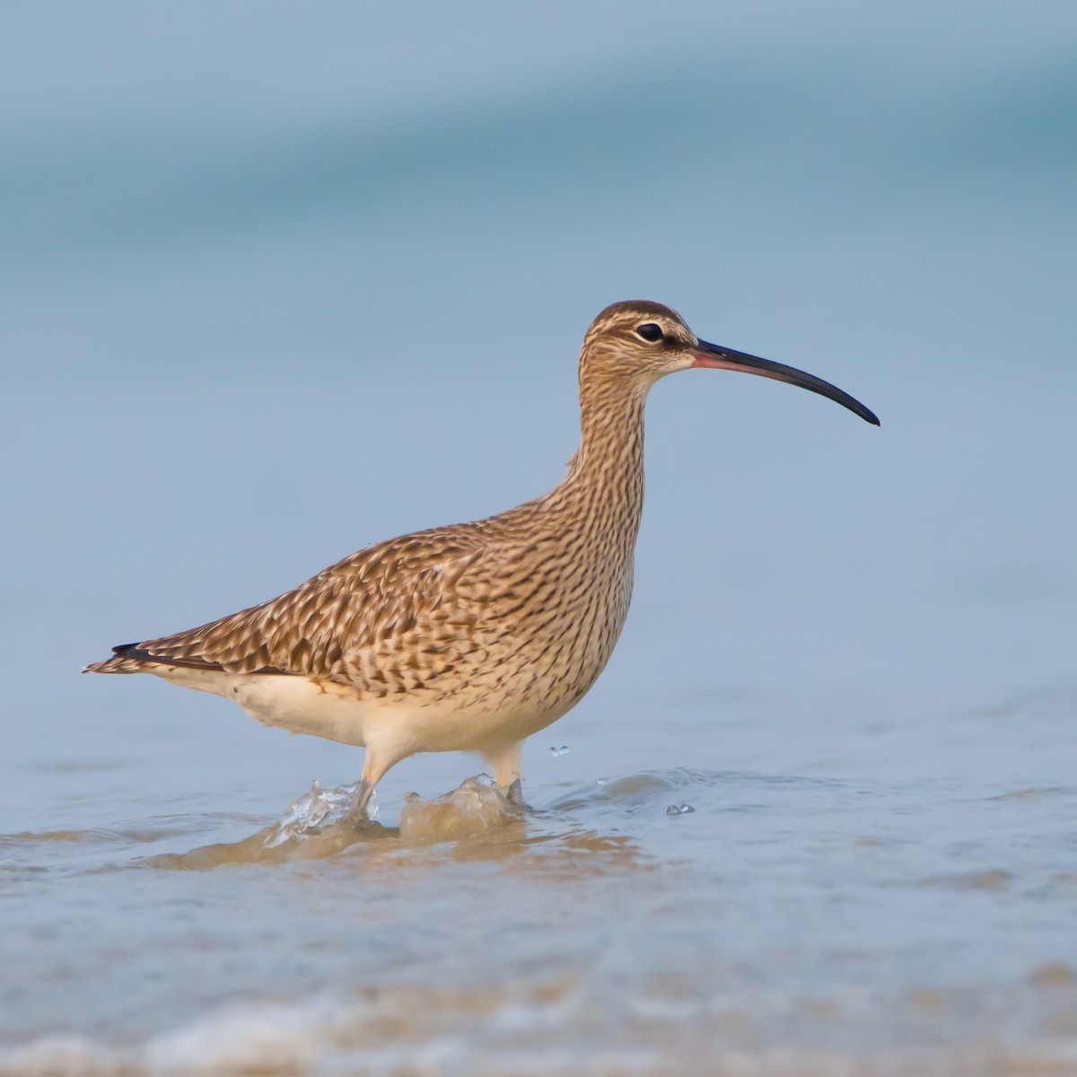 チュウシャクシギ - ML430985311