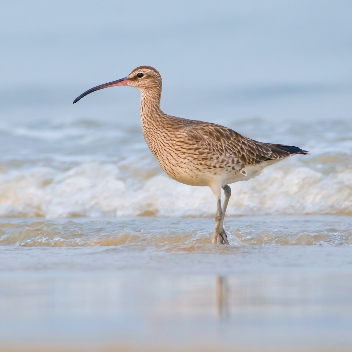 チュウシャクシギ - ML430985321