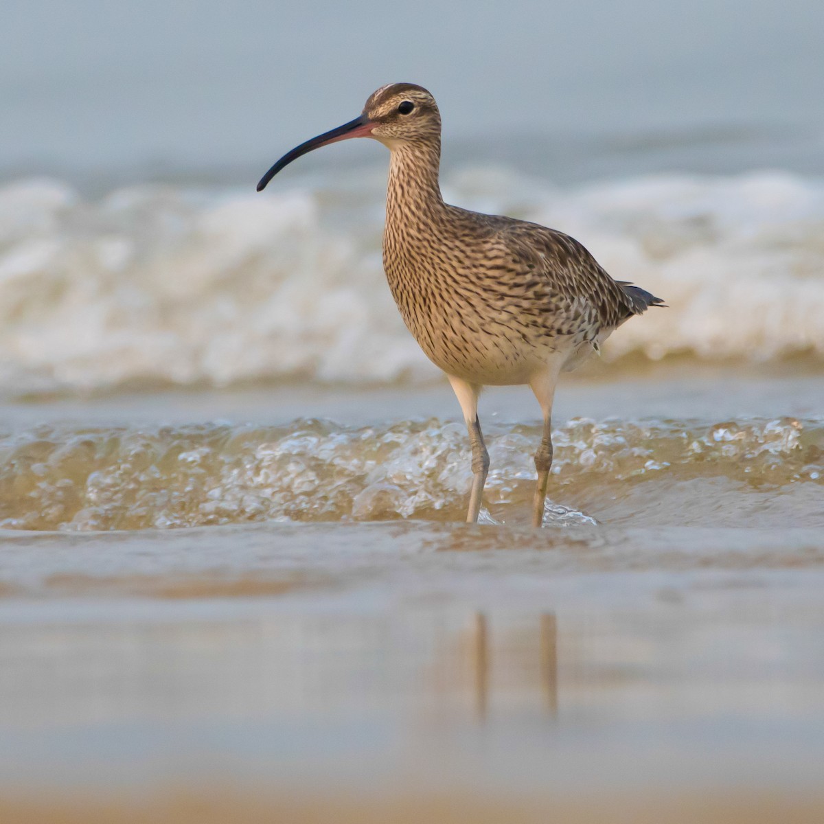 チュウシャクシギ - ML430985331