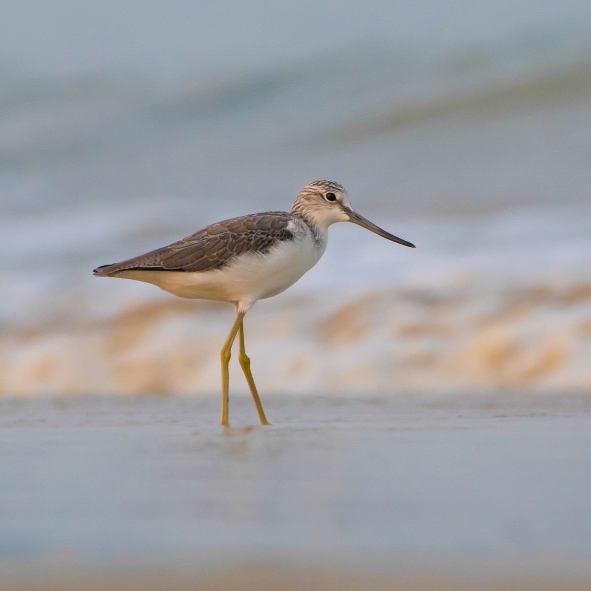 アオアシシギ - ML430985341