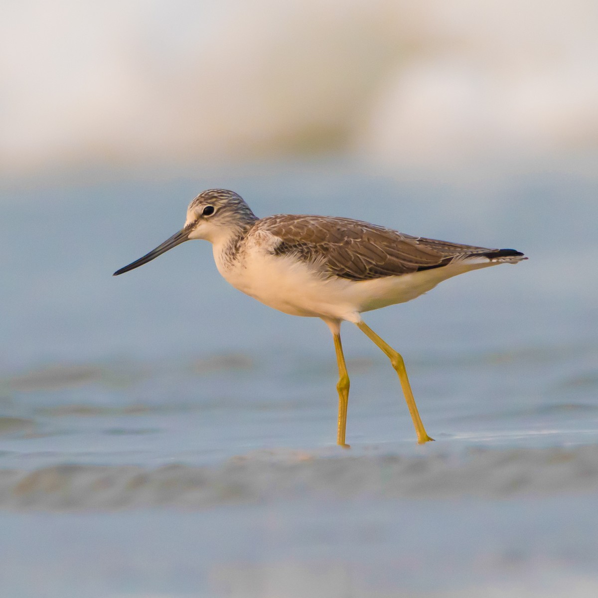 アオアシシギ - ML430985361