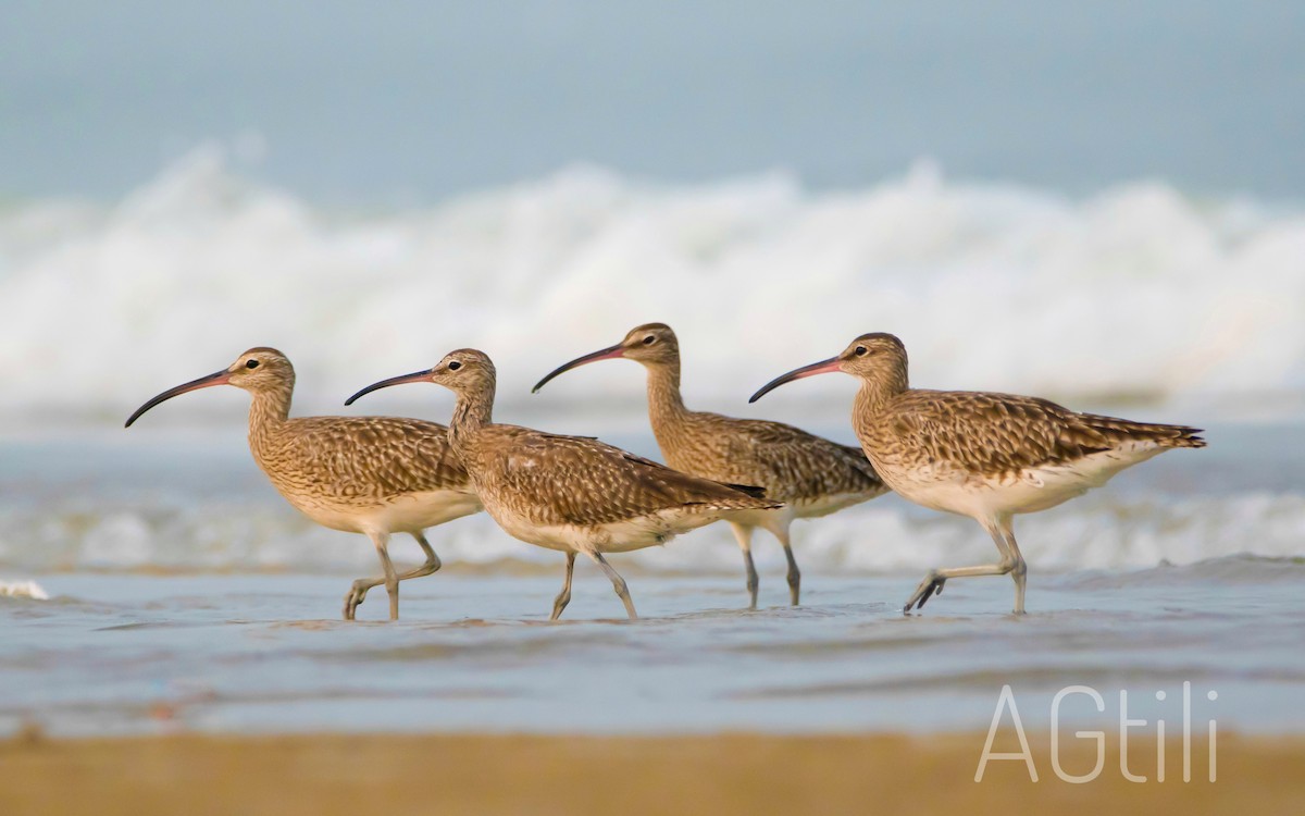 チュウシャクシギ - ML430985371
