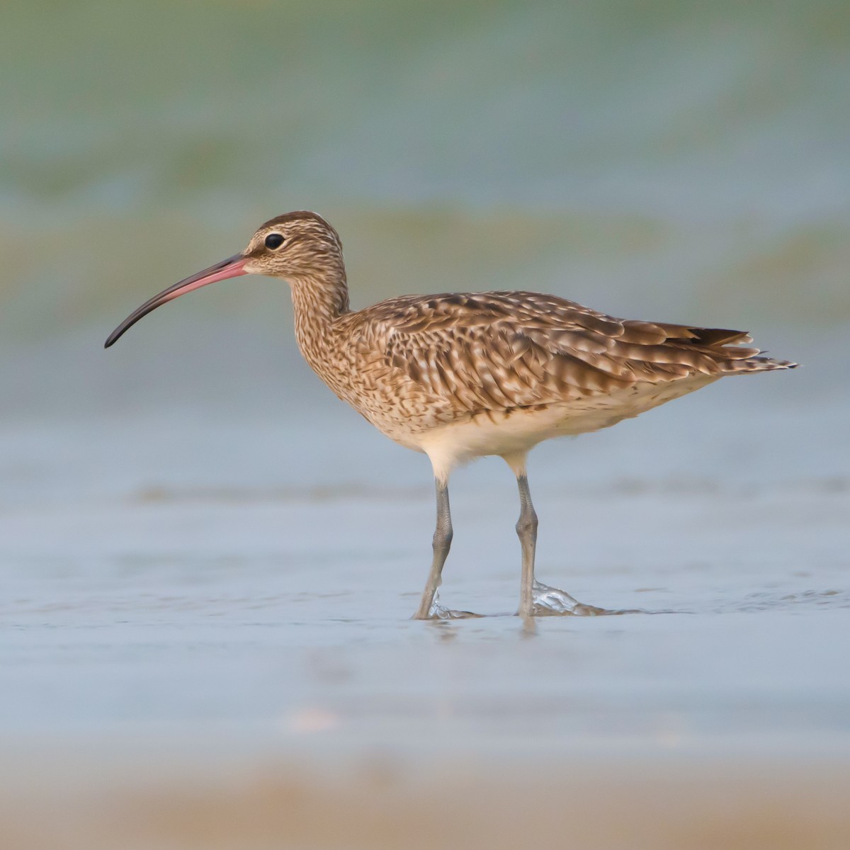 チュウシャクシギ - ML430985381