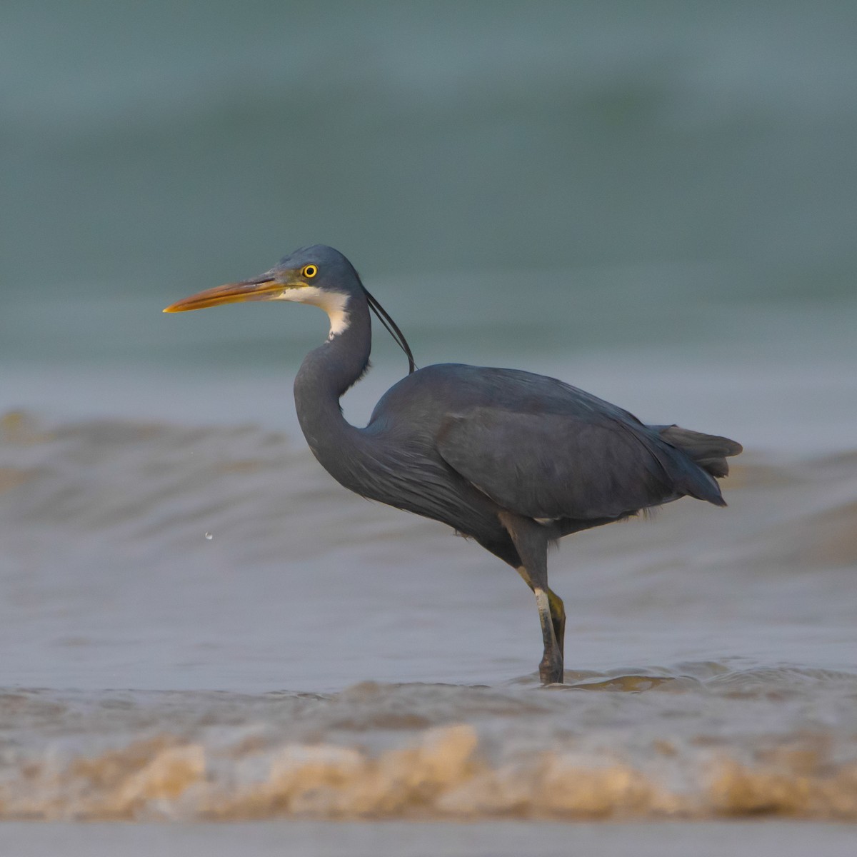 アフリカクロサギ - ML430985531