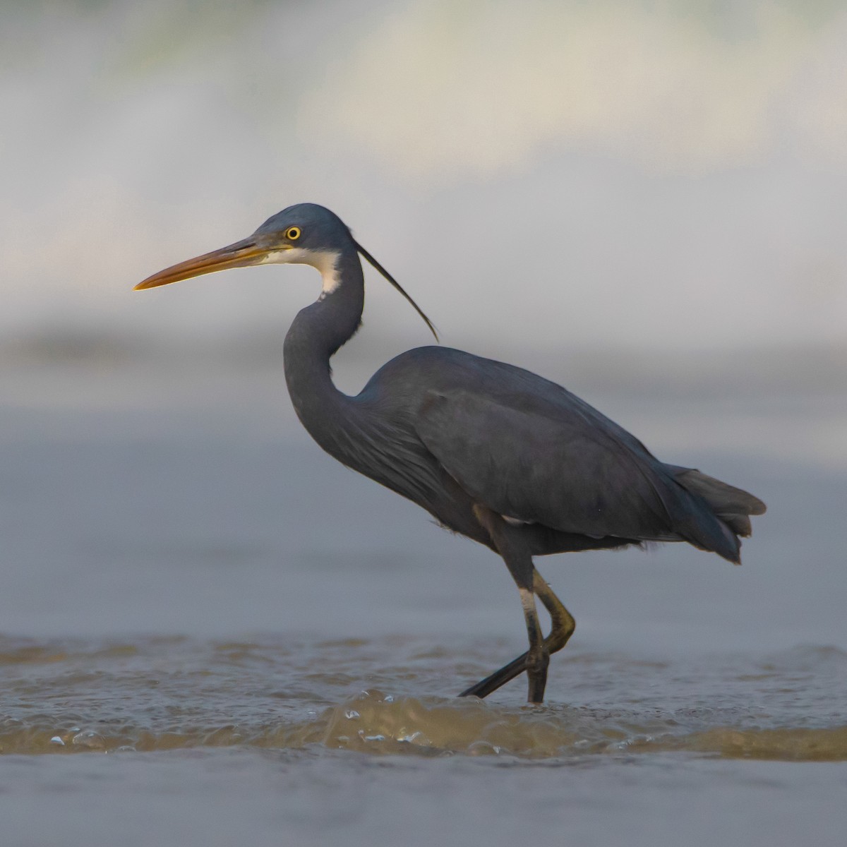 アフリカクロサギ - ML430985541