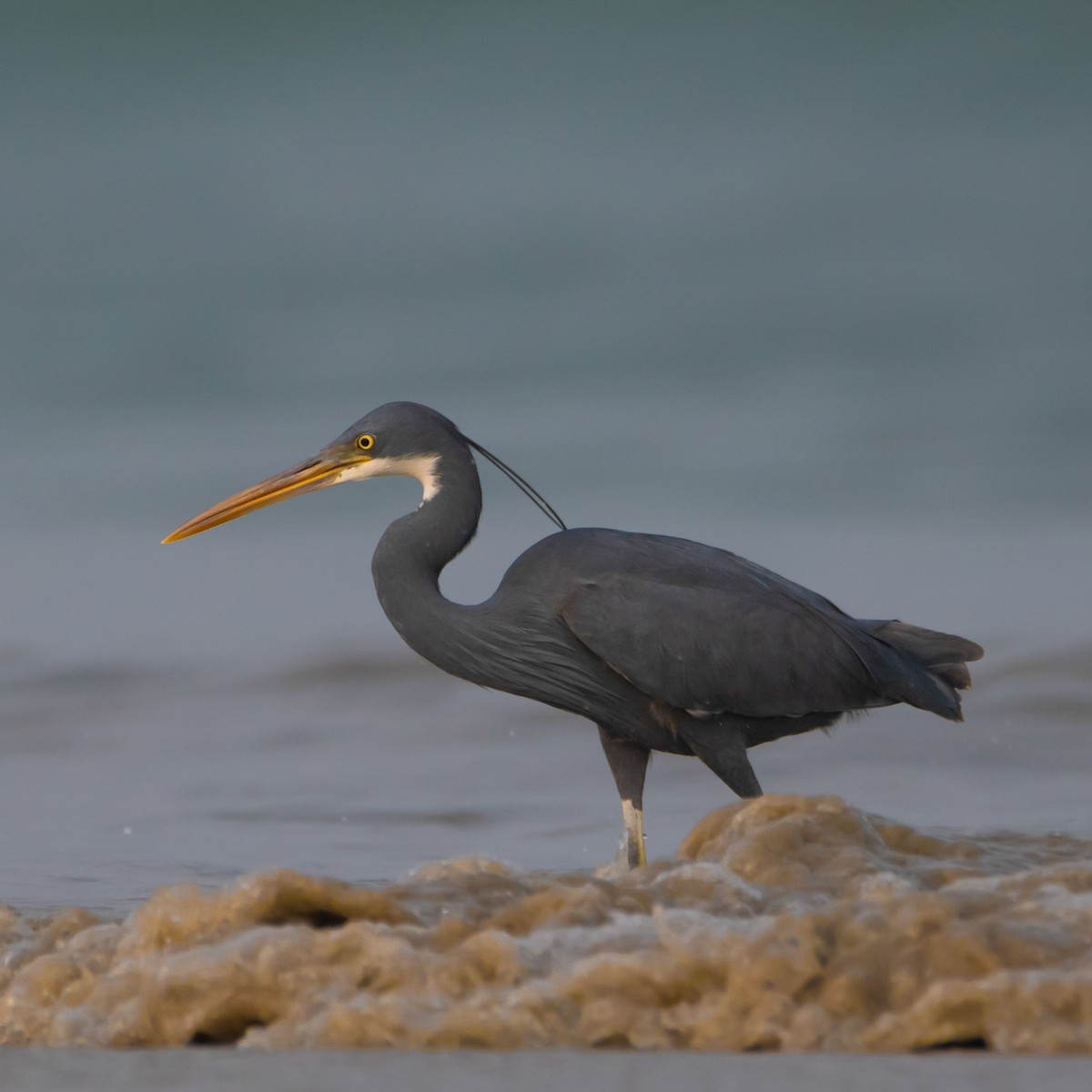 アフリカクロサギ - ML430985581