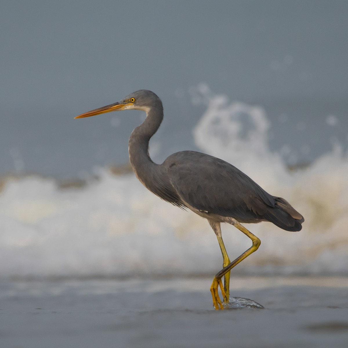 アフリカクロサギ - ML430985591