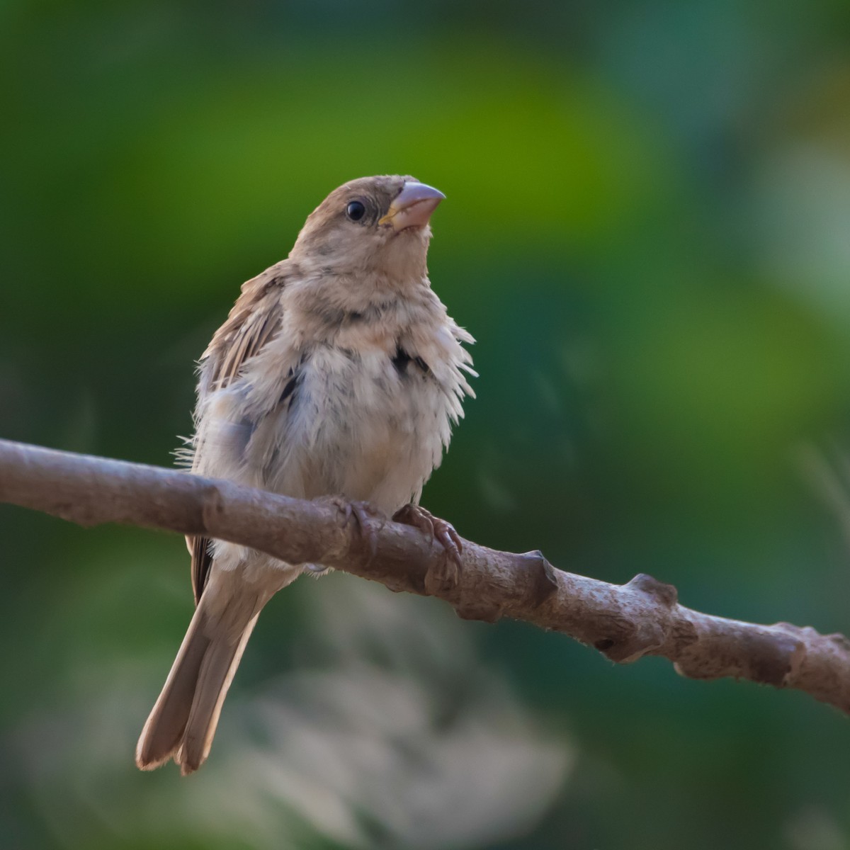 イエスズメ - ML430985631