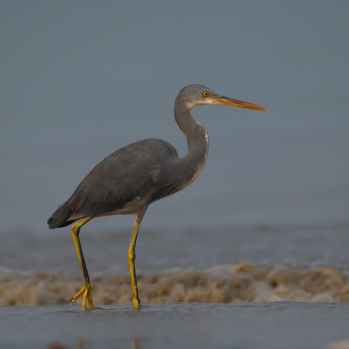 アフリカクロサギ - ML430985641