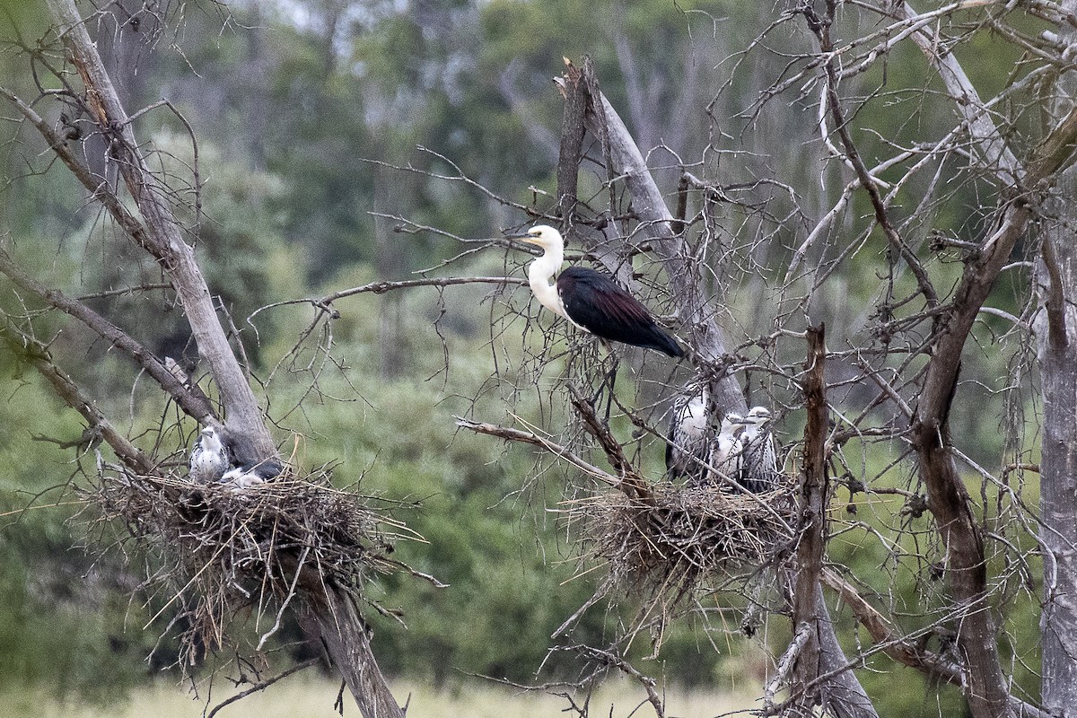 Pacific Heron - David King