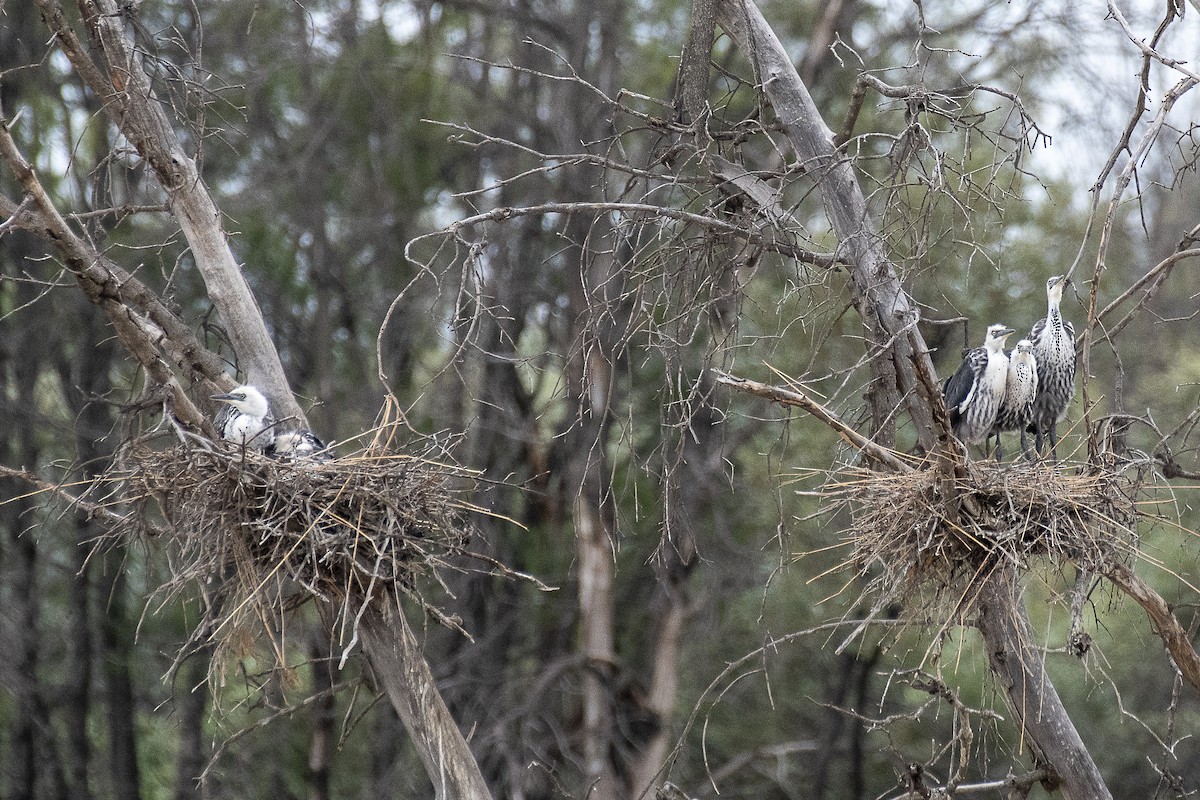 Pacific Heron - David King