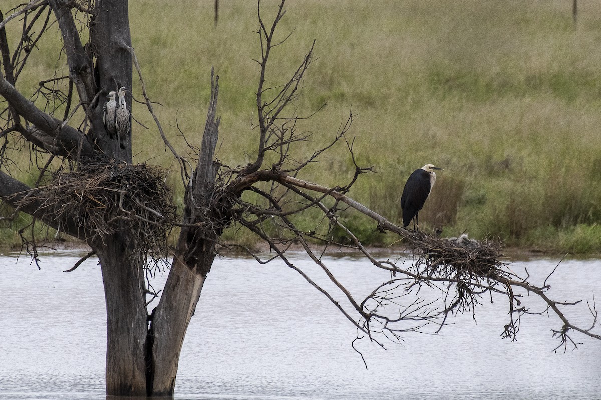 Garza Cuelliblanca - ML430986021