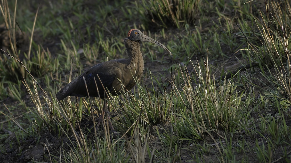 Red-naped Ibis - ML430986171