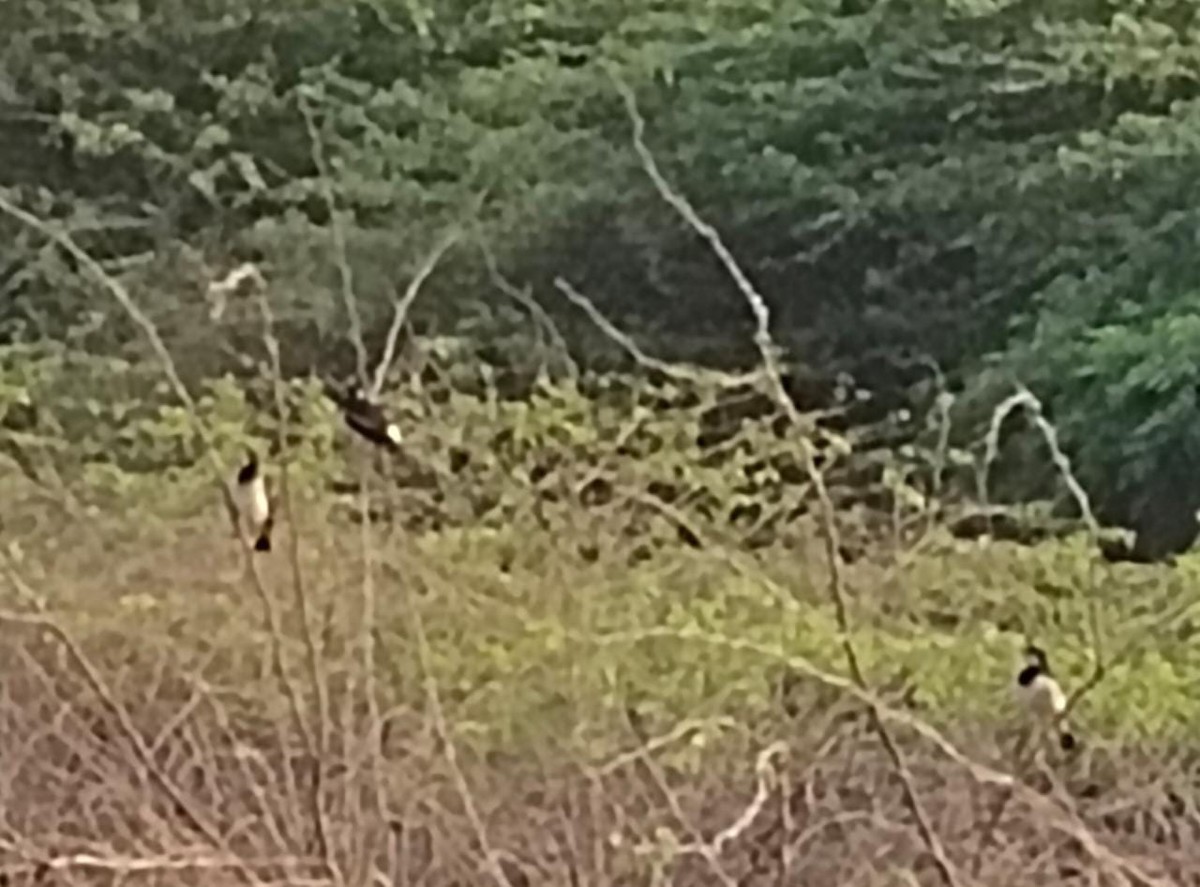 Indian Pied Starling - ML430986481