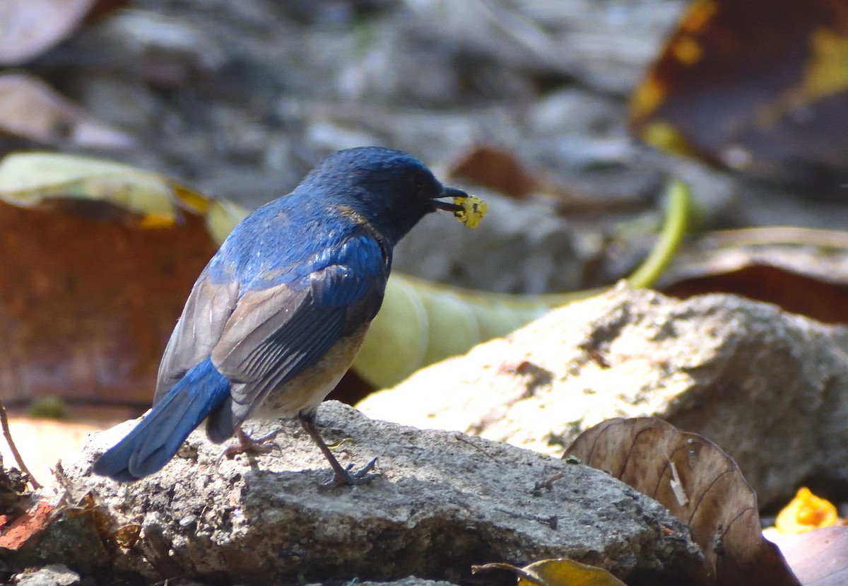 Blue-throated Flycatcher - ML430987961