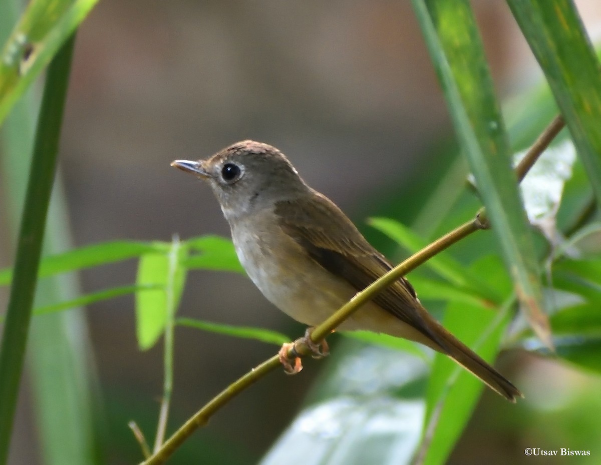 Brown-breasted Flycatcher - ML430988421