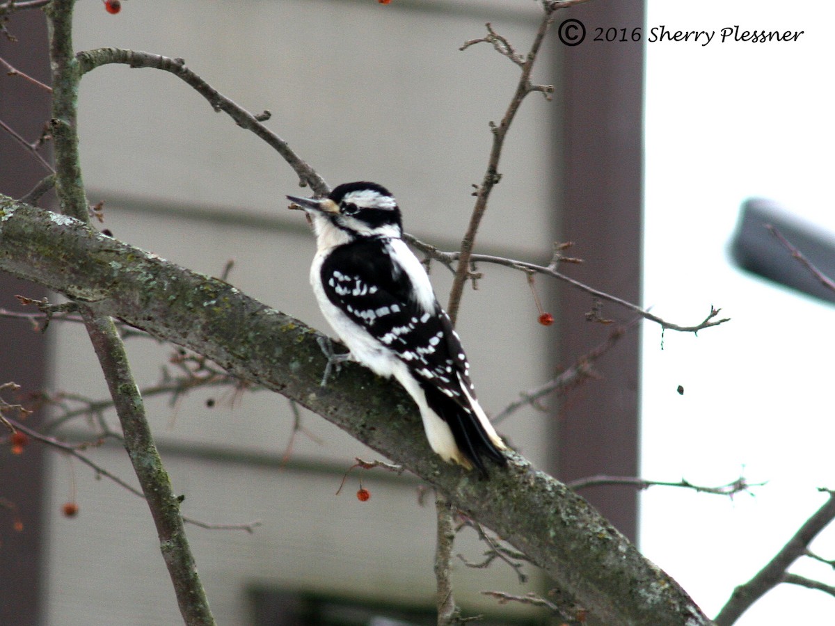 Hairy Woodpecker - Sherry Plessner
