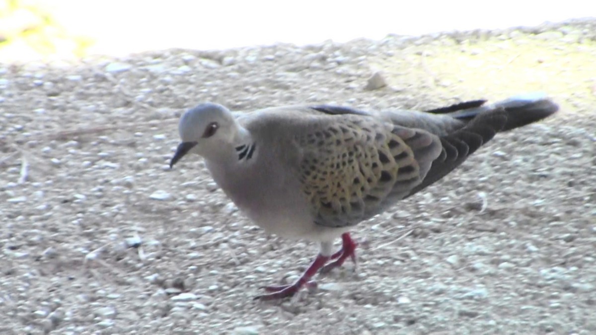 European Turtle-Dove - Adrian Burke