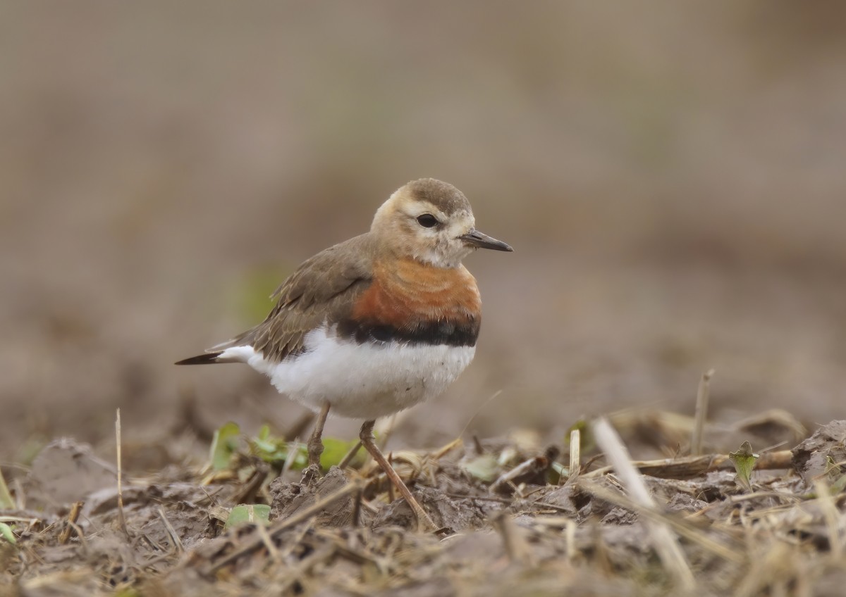 Oriental Plover - 浙江 重要鸟讯汇整