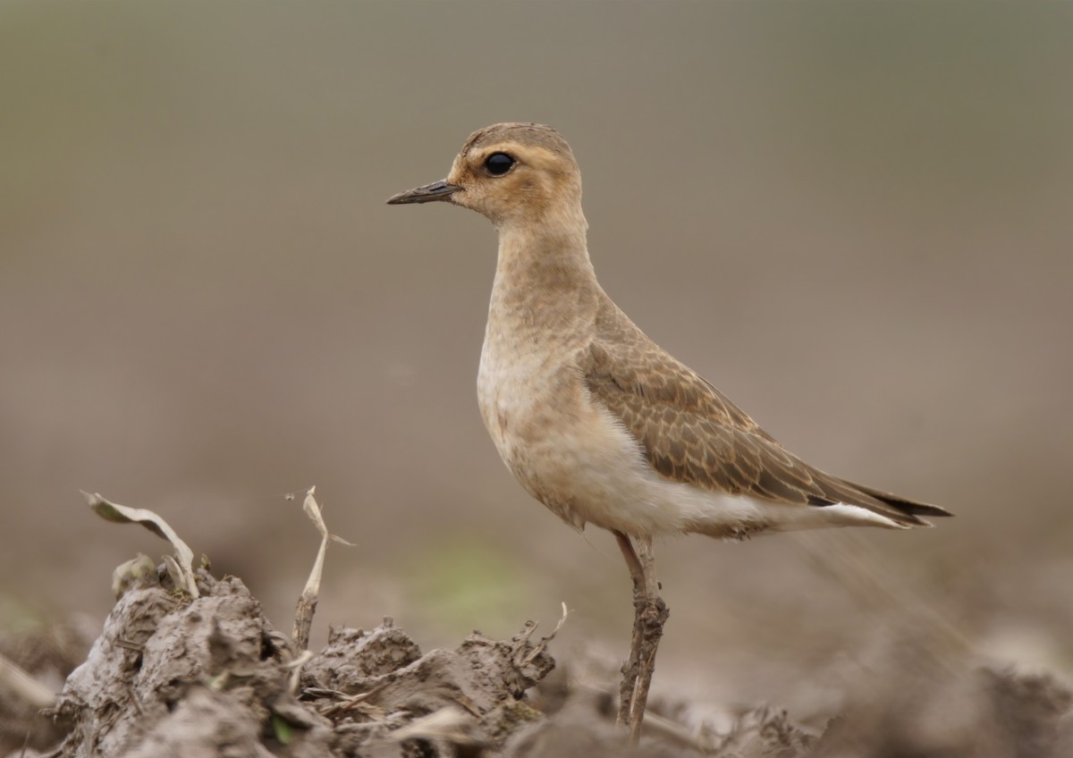 Oriental Plover - ML430989841